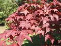 Red Ribbonleaf Maple